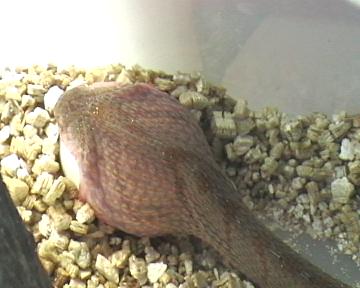 dasypeltis  1 003.jpg