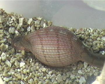 dasypeltis  1 005.jpg