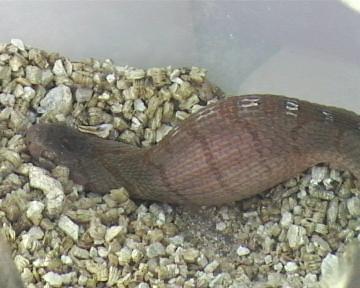 dasypeltis  1 007.jpg