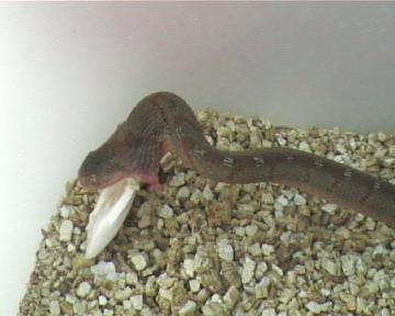 dasypeltis  1 012.jpg