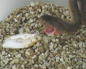 dasypeltis  1 017.jpg