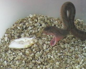 dasypeltis  1 019.jpg