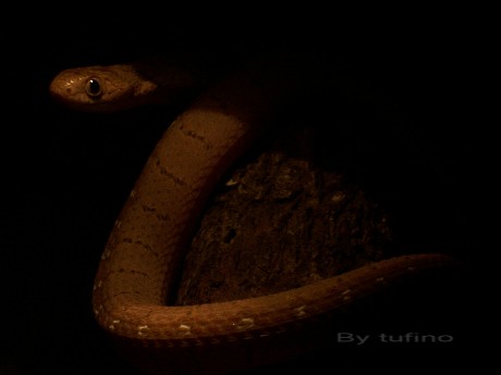 Dasypeltis Nachtaufnahme super.2.JPG