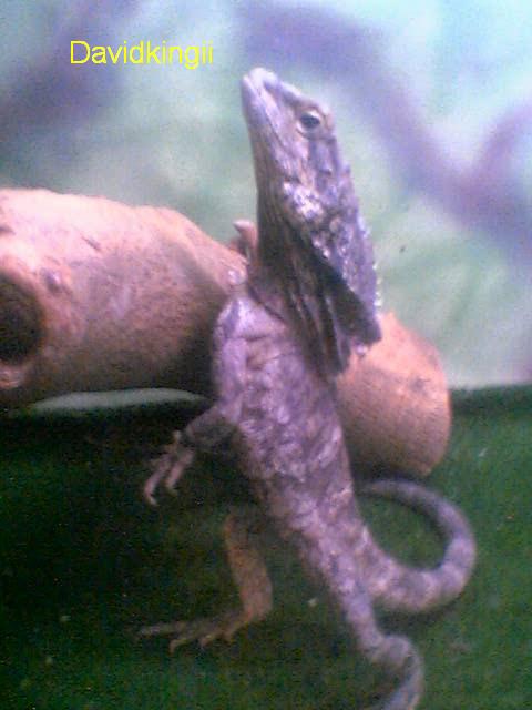 davidkingii.jpg