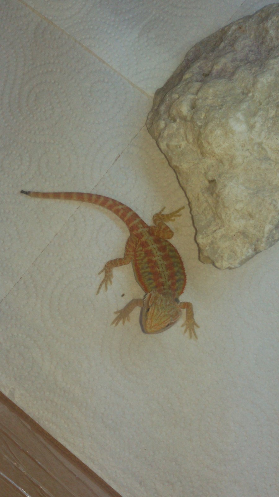 De buenos días to bufao