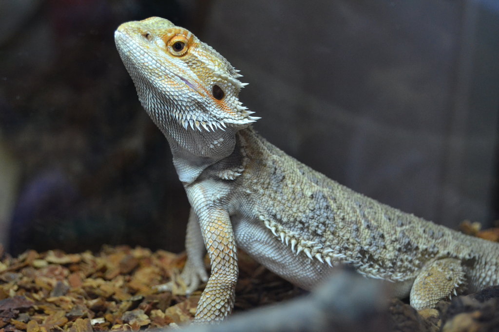 De nuevo Fénix, el papi, luciendo sus colores