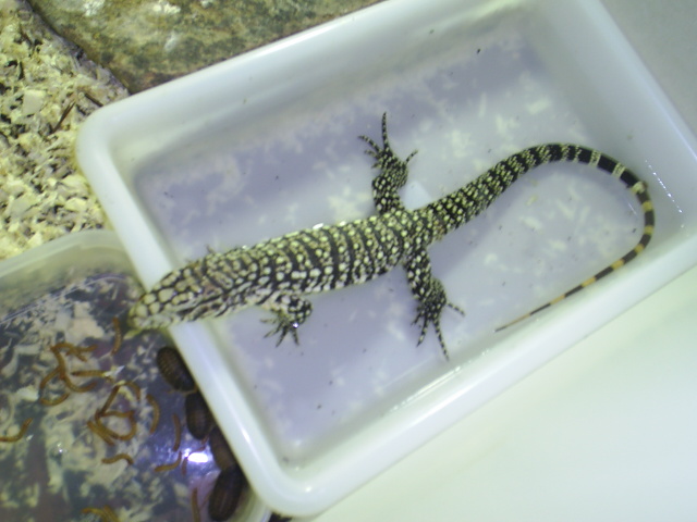 de todo un poco 267.jpg