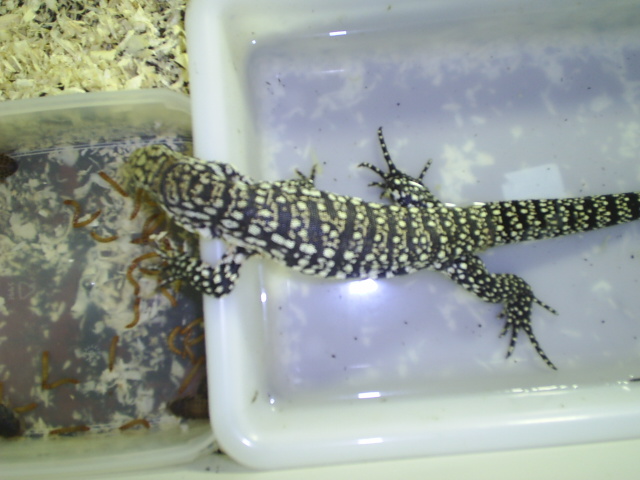 de todo un poco 268.jpg