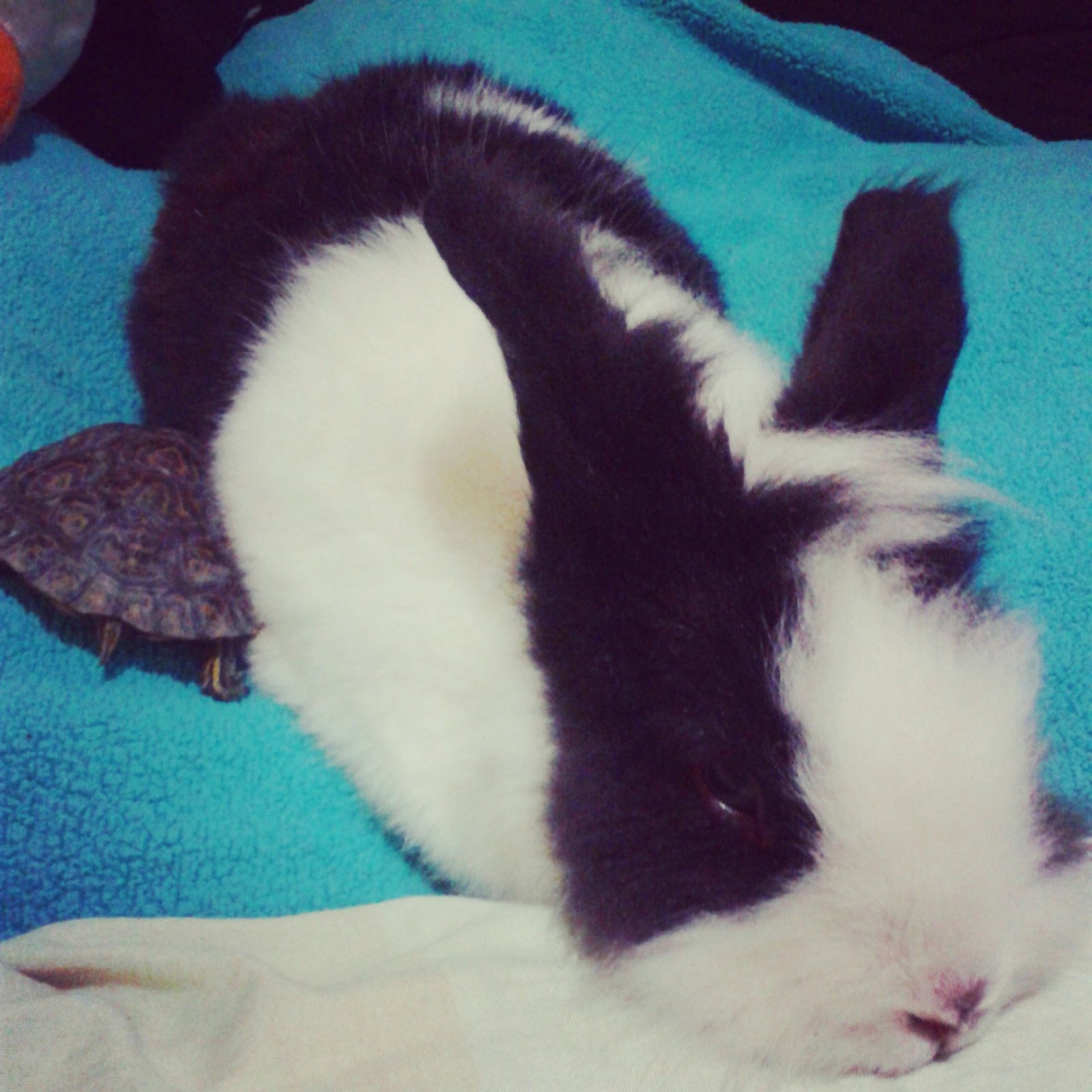 Demón y mi tortuga bebé Zurie