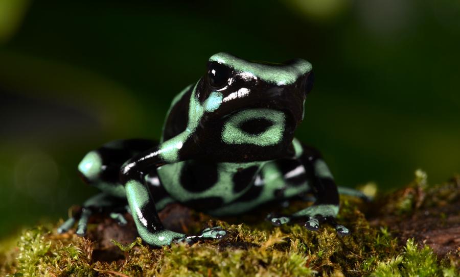 dendro presentacion.jpg