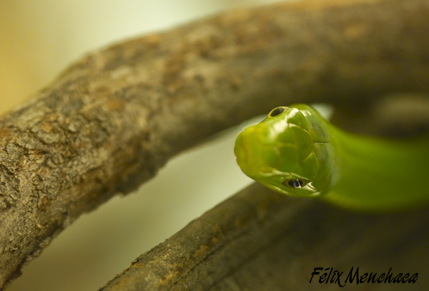 Dendroaspis angusticeps.jpg