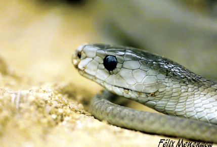 Dendroaspis polylepis.jpg