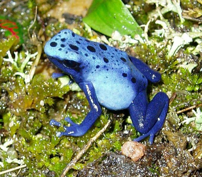 dendrobates h.jpg