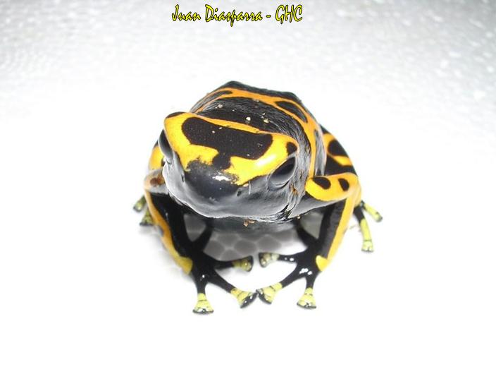 Dendrobates leucomelas, Estado Bolivar, Venezuela.JPG