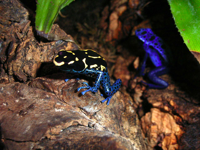 dendros 006 copia.jpg