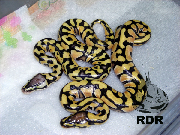 desert y pastel desert.jpg