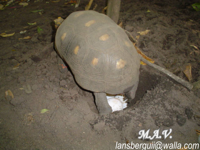 Desove. G.carbonaria.23-10-04 (3).JPG