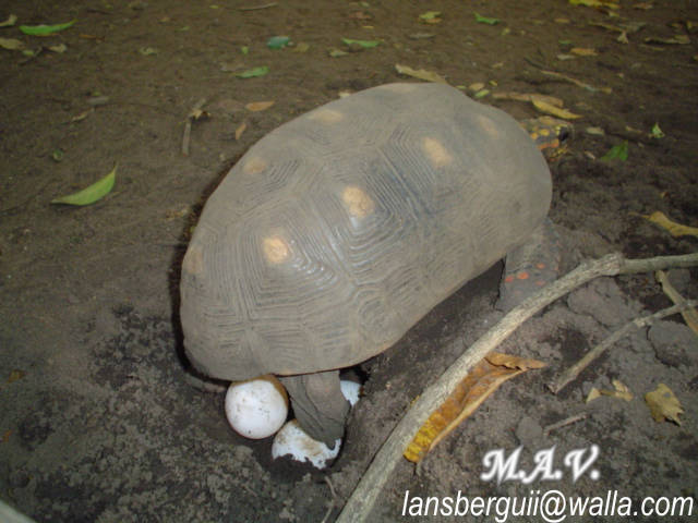 Desove. G.carbonaria.23-10-04 (4).JPG