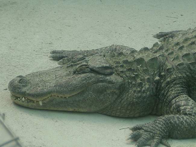 detalle Aligator.JPG