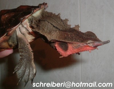 detalle cabeza mail.jpg