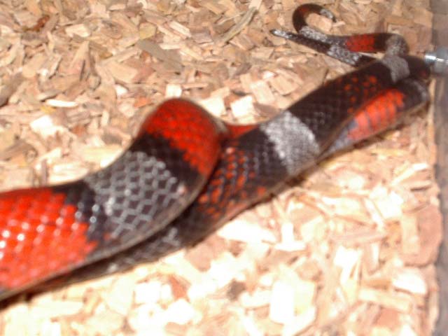 detalle copula 1.jpg