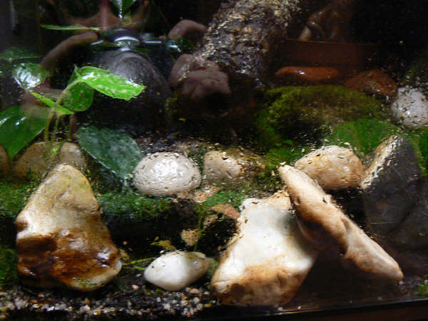 Detalle del musgo en el suelo.jpg