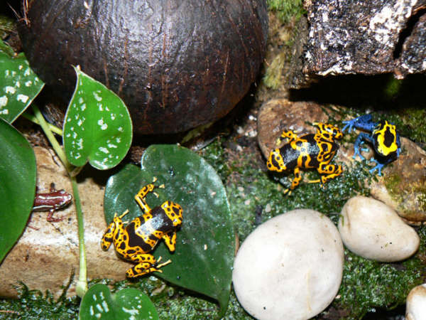 Detalle Habitantes del vivario.jpg