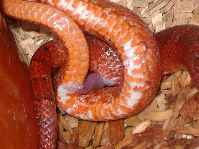 Detalle hemipene 2.jpg