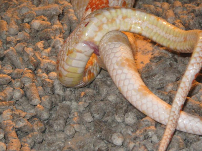 detalle hemipenes.JPG