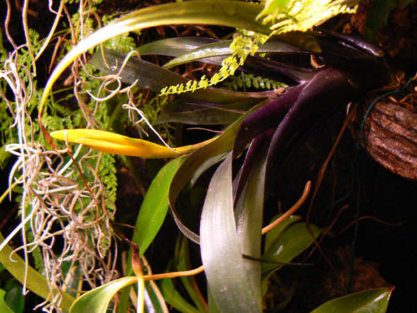 Detalle thillandsia floreciendo.jpg