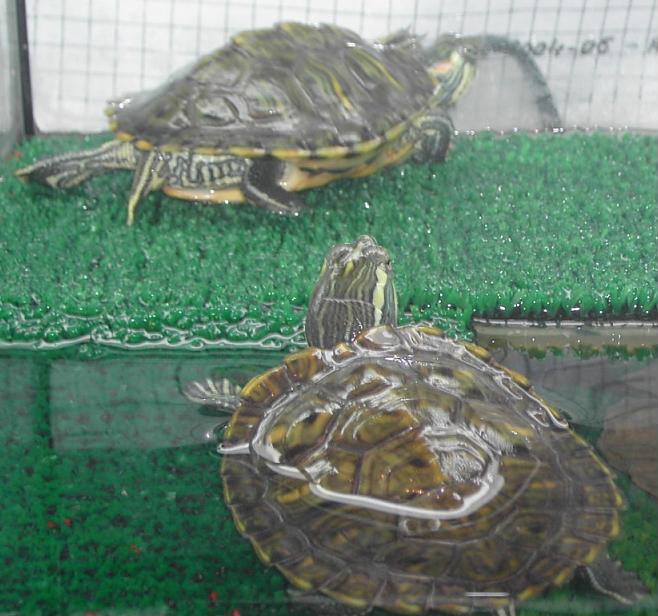 Dibujo trachemyyyyyyyyyssssssssssssssssssss.JPG