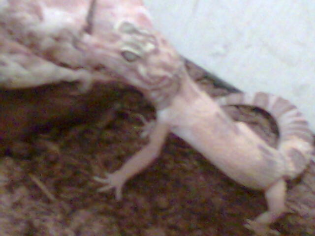 diciembre2006 017.jpg