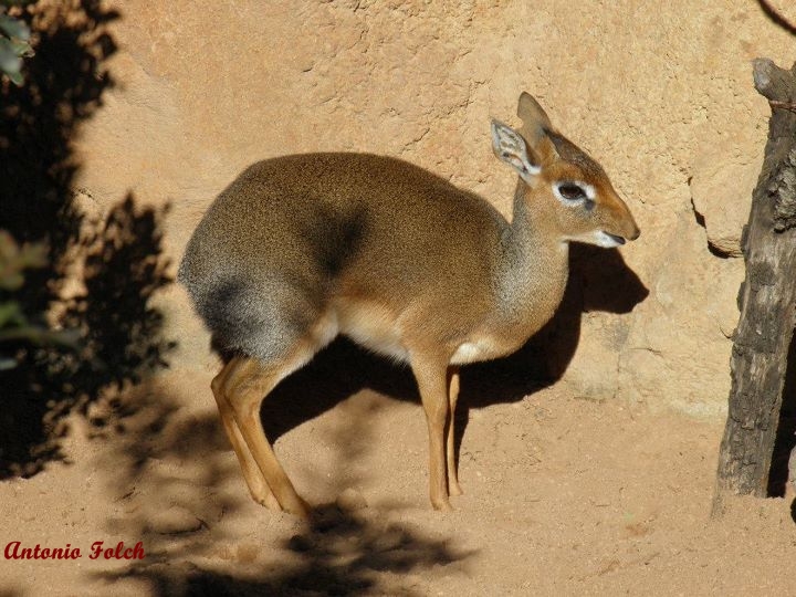 Dik dik