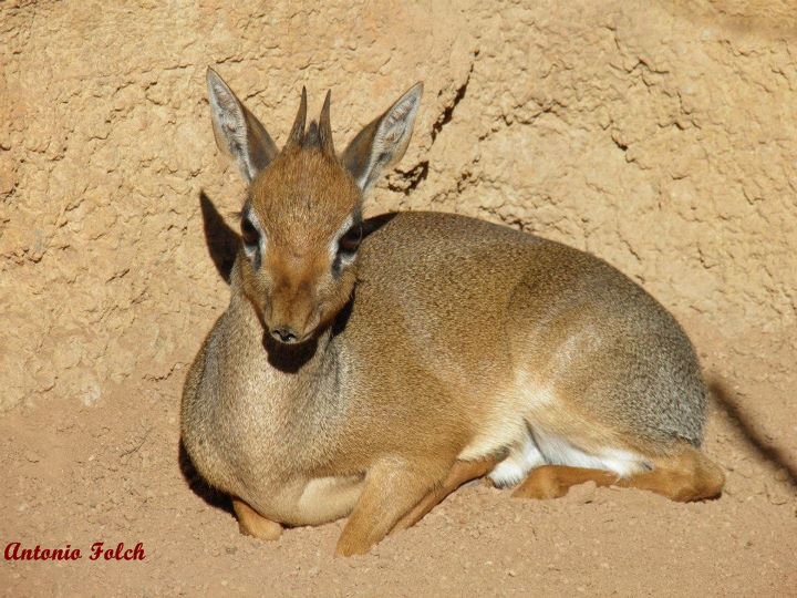 Dik dik