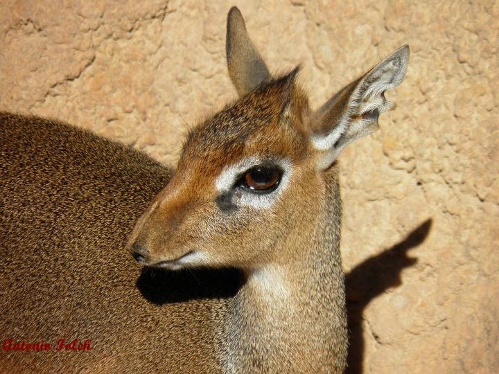 Dik dik