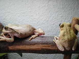 Dimorfismo en Leptopelis.JPG