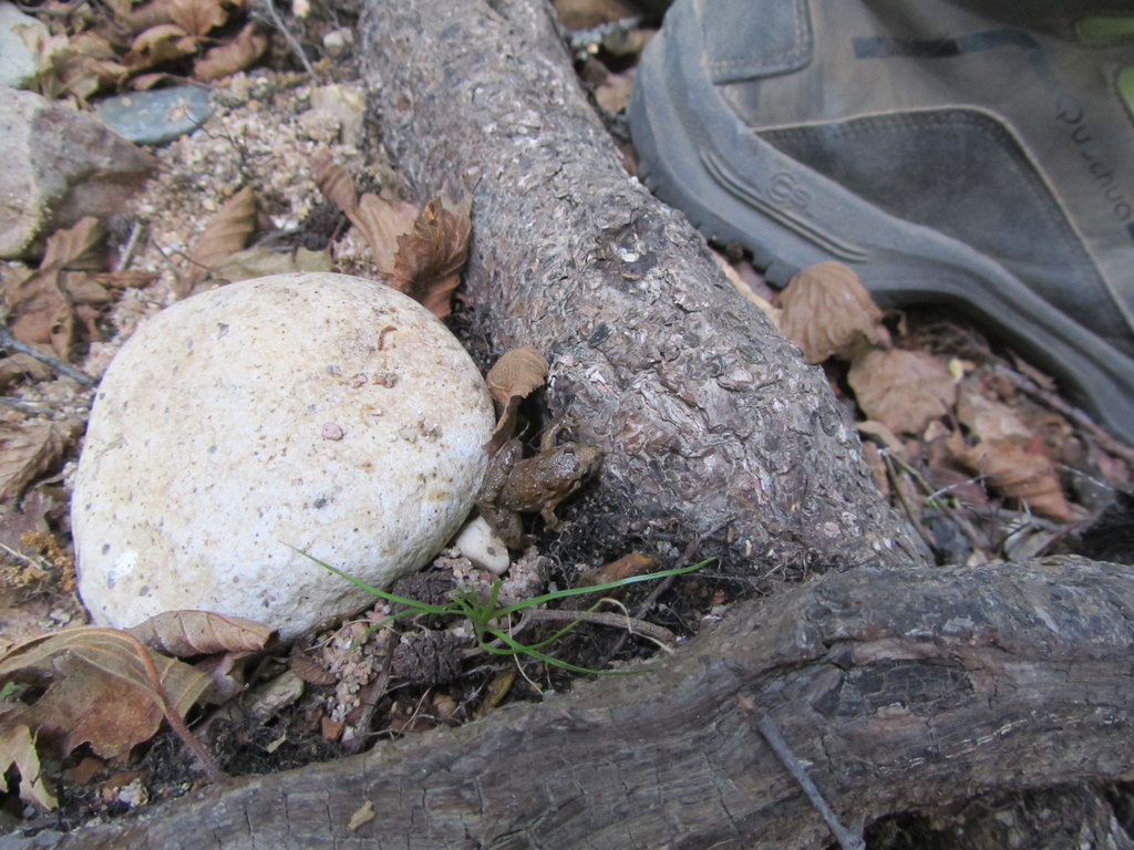 Discoglossus galganoi