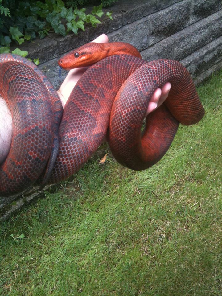 Dominican Red Mountain Boa (Epicrates Striatus Striatus SSP)