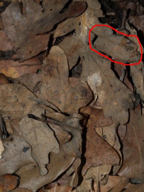 donde esta waly 2.JPG