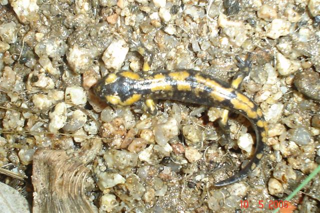 Dones d'aigua i anfibis amb l'adria 035 (Small).jpg