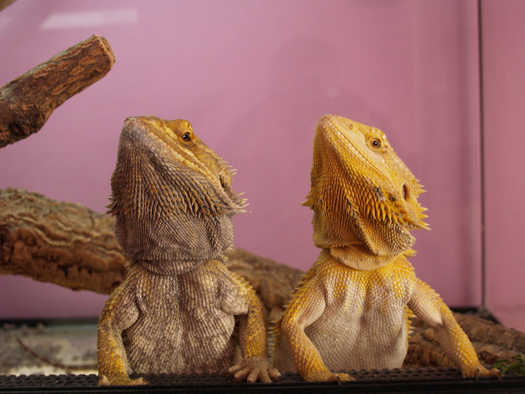 Dragones Barbudos