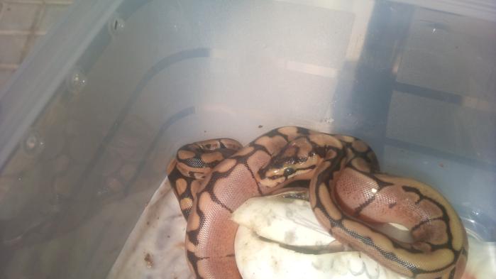 DSC00278- reducida.jpg