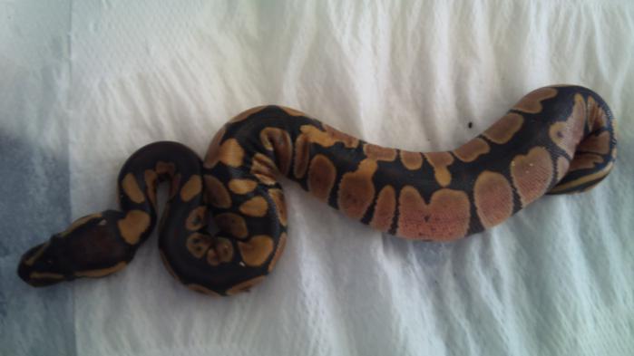 DSC00284- reducida.jpg