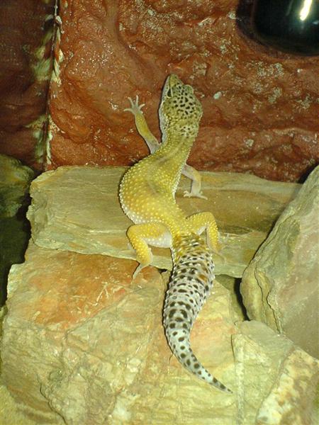 dsc00418large4sr (Medium).jpg