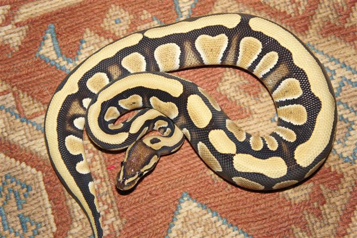 DSC00584 (Small).JPG