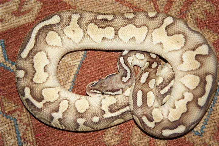 DSC00590 (Small).JPG