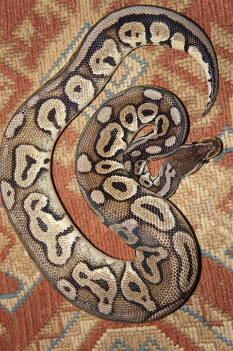 DSC00591 (Small).JPG