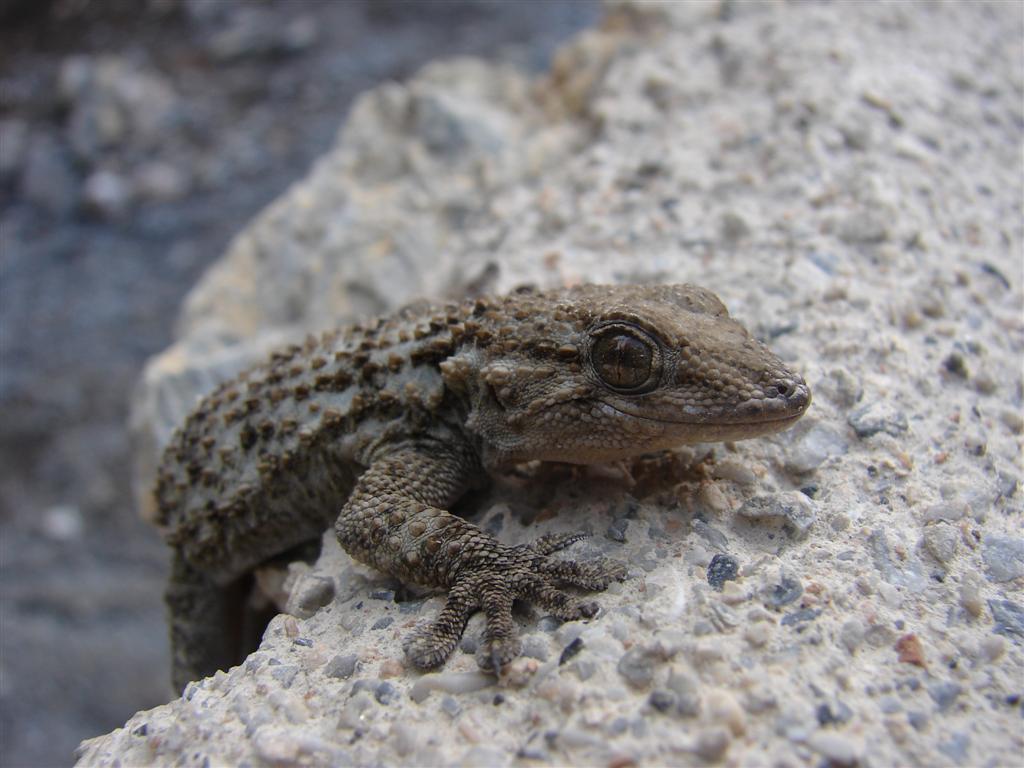 DSC02031 (Large).JPG