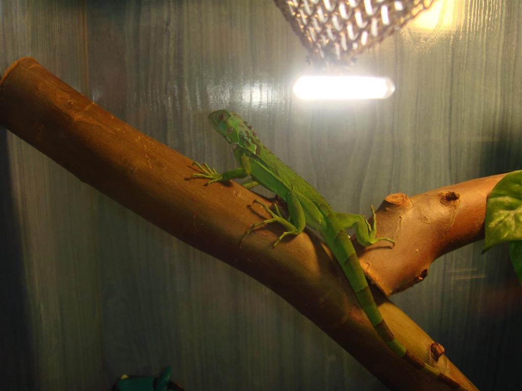 DSC02231 (Large).JPG