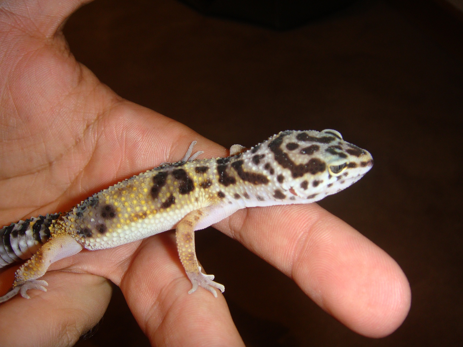 DSC02287 [1600x1200].JPG